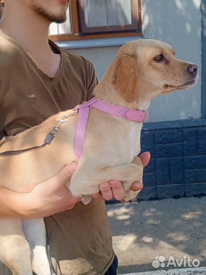 Маленькая собака