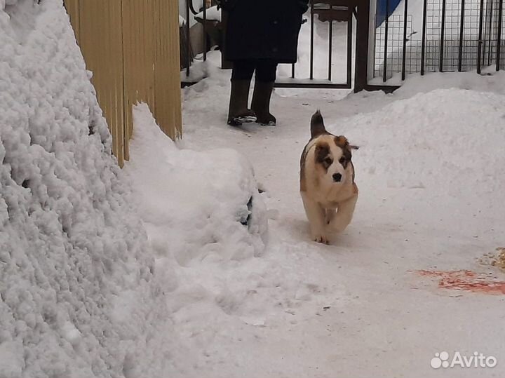 Продается девочка сао