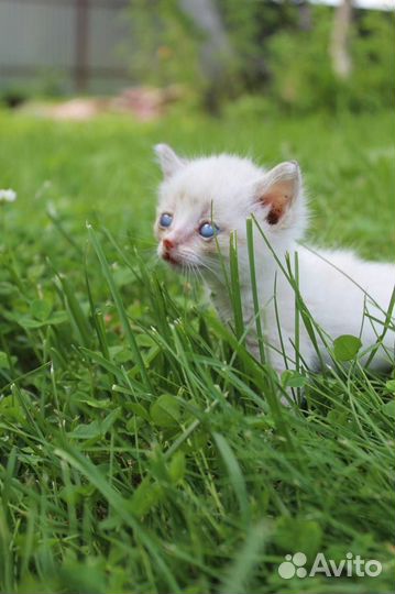 Отдадим котят бесплатно