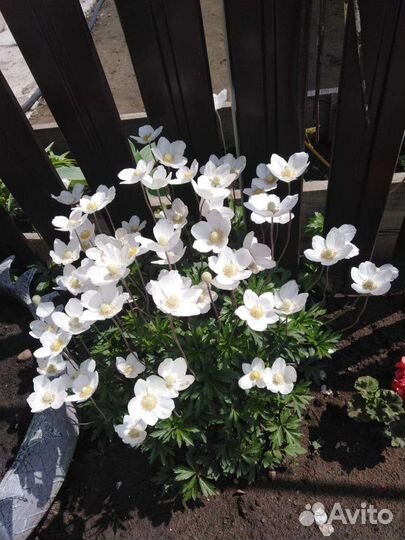 Хоста растение