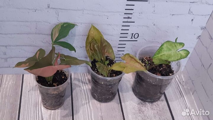 Сортовые сингонумы