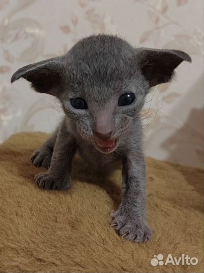 Сфинкс петерболд