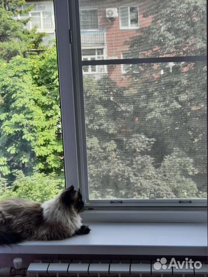 Сетка Антикошка