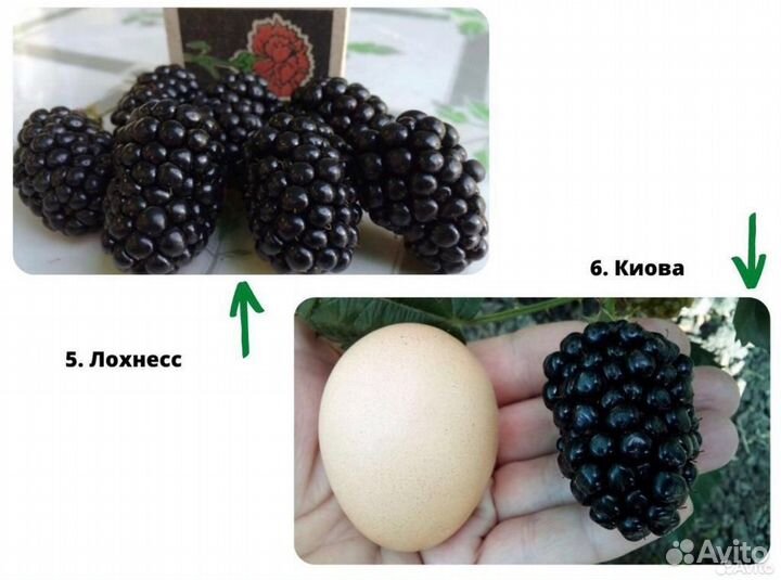 Саженцы ежевики