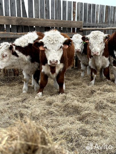 Бычки и тёлки
