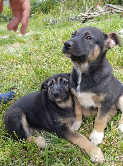 Щенки в добрые руки