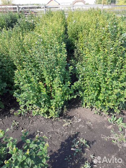 Саженцы вишни оптом