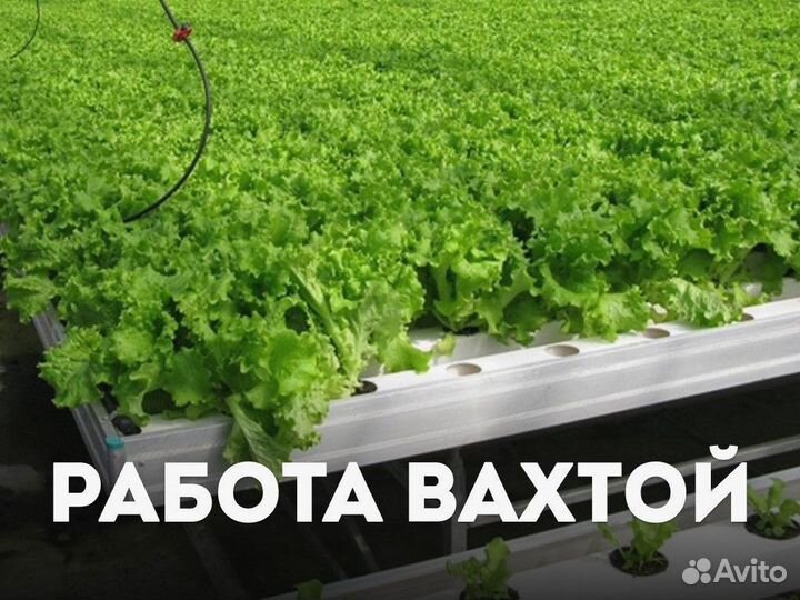 Сборщик урожая. Работа вахтой