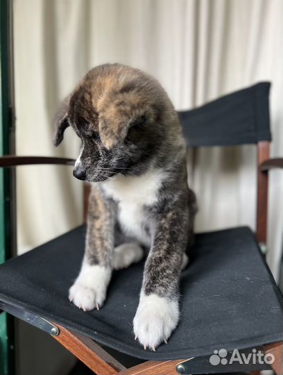 Японская акита ину щенки