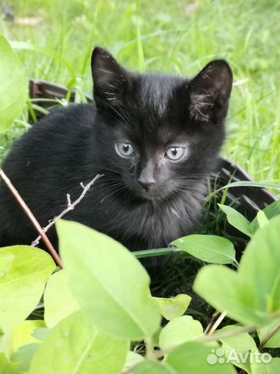 Черный котенок с голубыми глазами