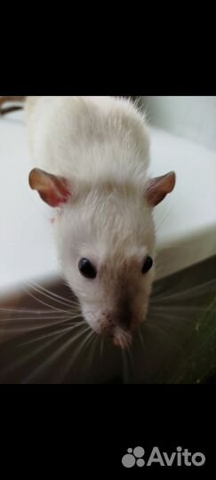 Декоративная крыса дамбо