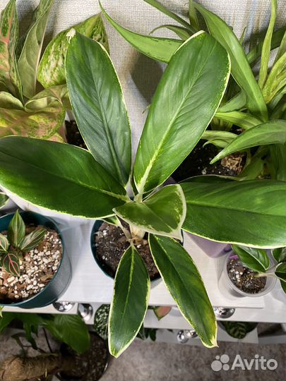 Аглаонема Вайт Лайм