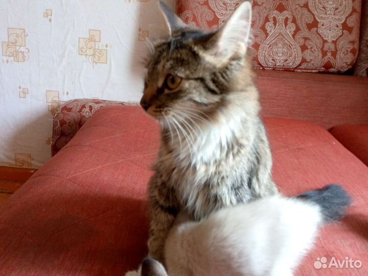 Сибирская кошка