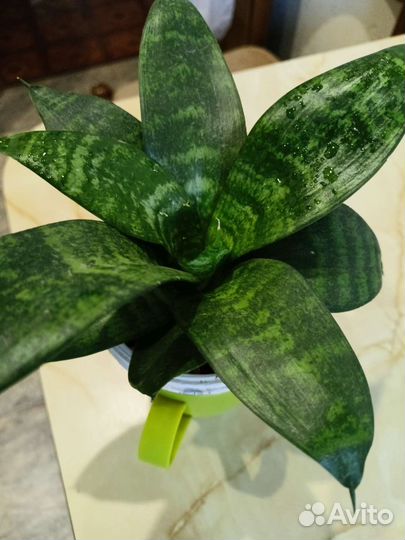 Цветы для дома