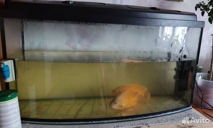 Астронотусы