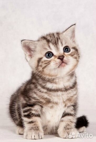 Шотландские мраморные котята