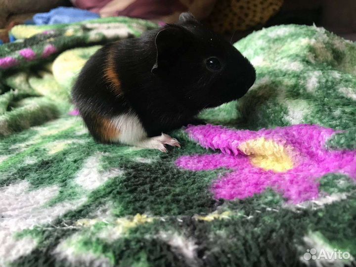 Морская свинка