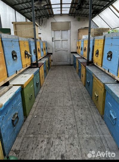 Пчелопавильон