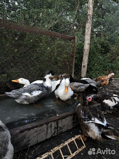 Продам селезней крякающей утки