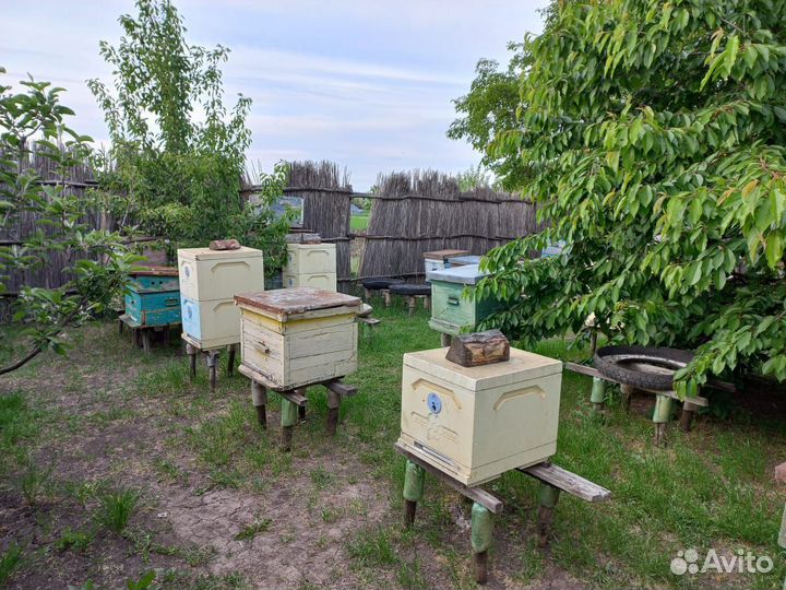 Пасека, пчелосемьи