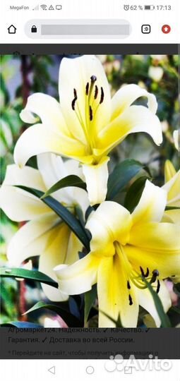 Лилии луковицы 4 сорта