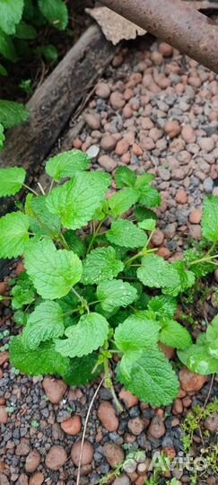 Мелисса,мята
