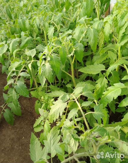 Рассада помидор, огурцов, перцев