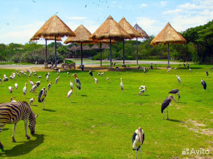 Тур в Bangkok на 7 дн