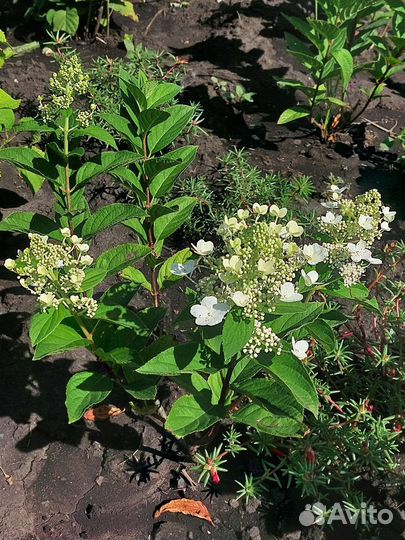 Гортензия метельчатая Тардива