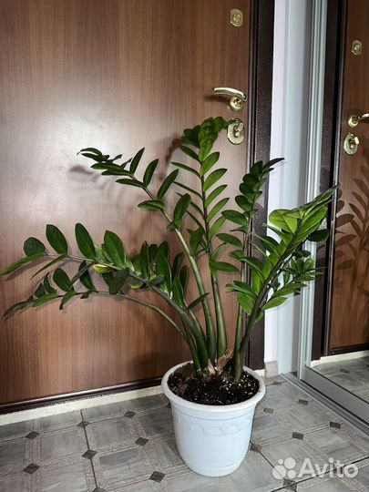 Замиокулькас