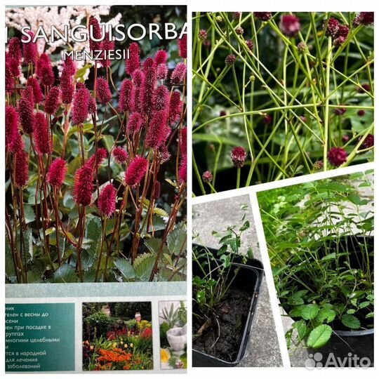 Цветы многолетники