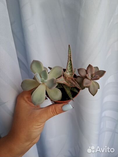 Суккуленты