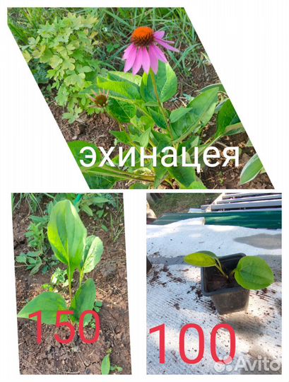 Многолетники для сада