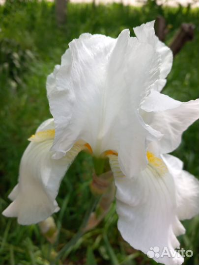Продаю Ирис