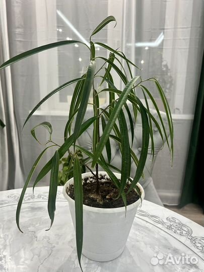 Комнатные цветы (взрослые)