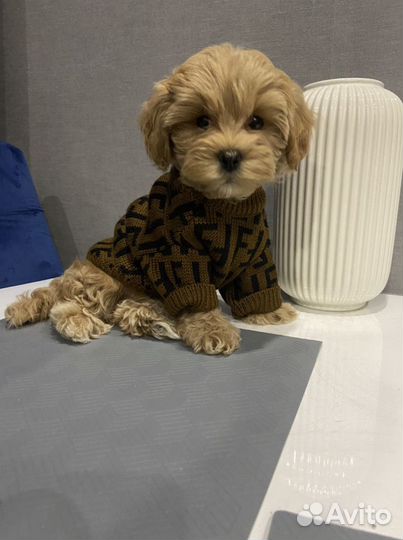 Мальтипу f1 девочка