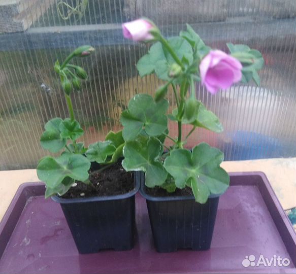 Пеларгония плющелистная 'Happy Face Ametist'