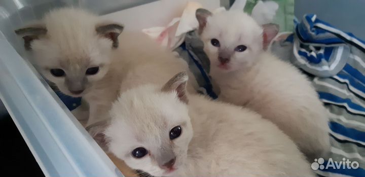 Котята меконги