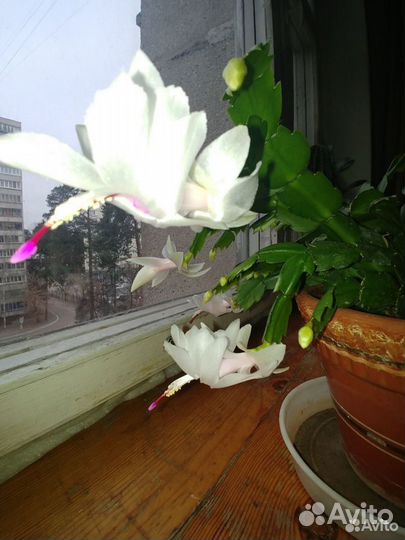 Декабрист шлюмбергера усечённая белый цвет