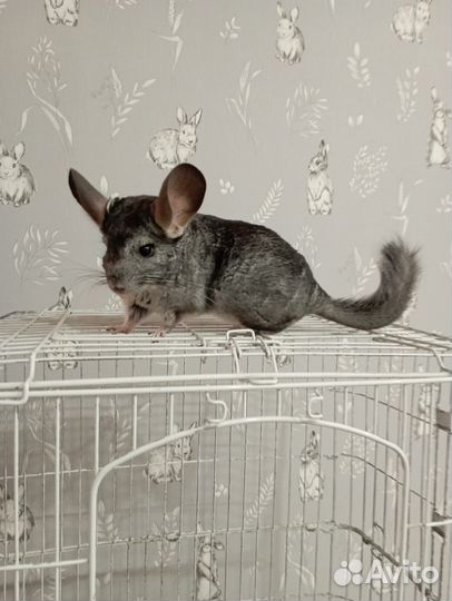 Продам шиншиллу 3 годика