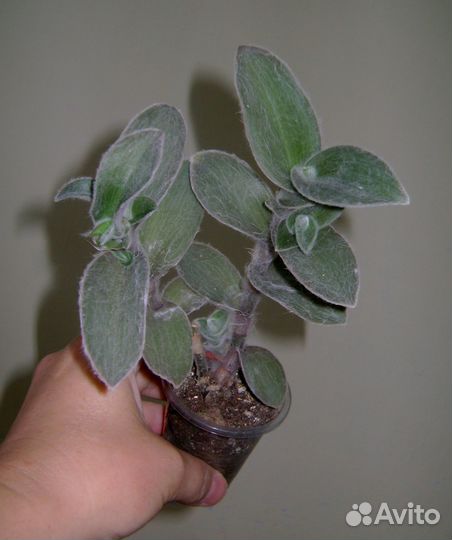 Силламонтаны,эпифиллумы,крестовник,рипсалис,хатиор