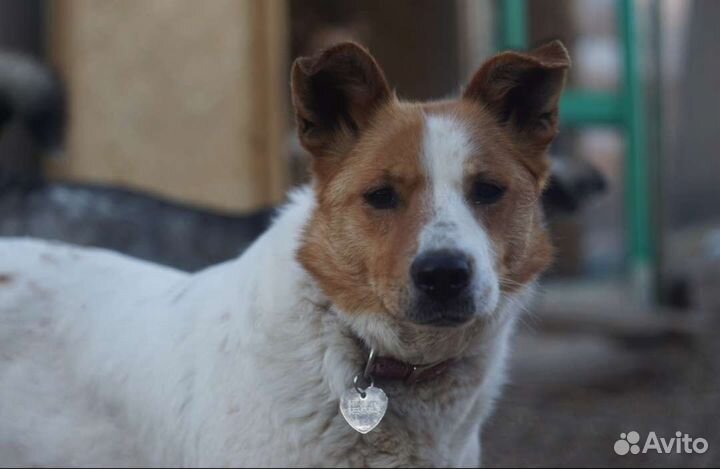 Собака Белка ищет дом