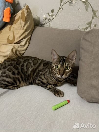 Бенгальская