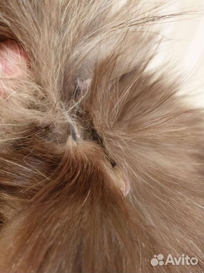 Мужская меховая шапка