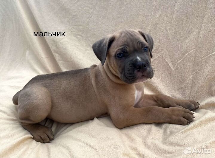 Щенки кане-корсо