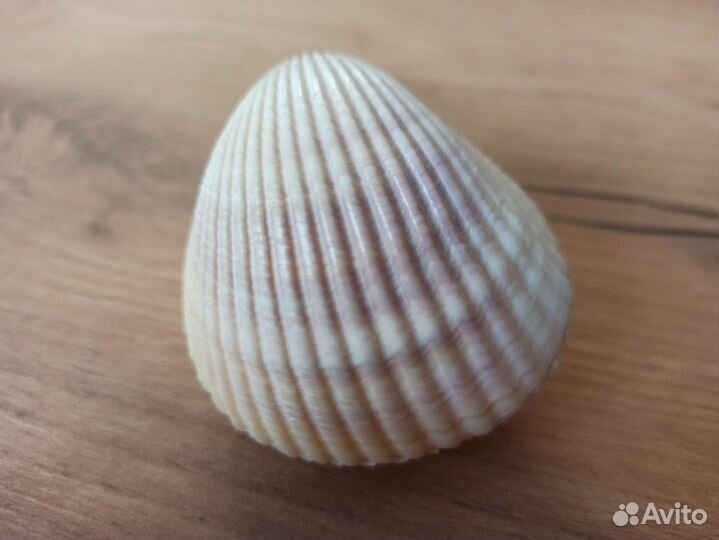 Морская раковина