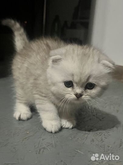 Шотландские котята