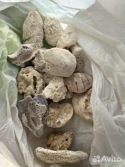 Для аквариума кораллы, ракушки