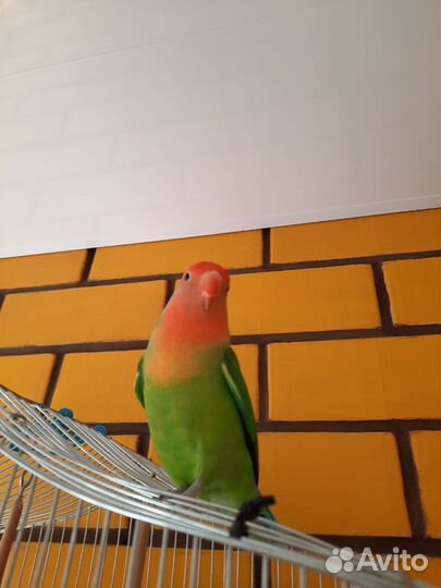 Попугай неразлучник с клеткой