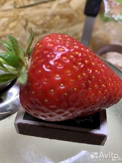 Клубника ремонтантная урожайная